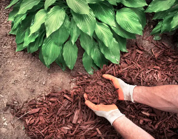 Mulching Tuscaloosa, AL