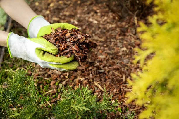 Mulching and Irrigation